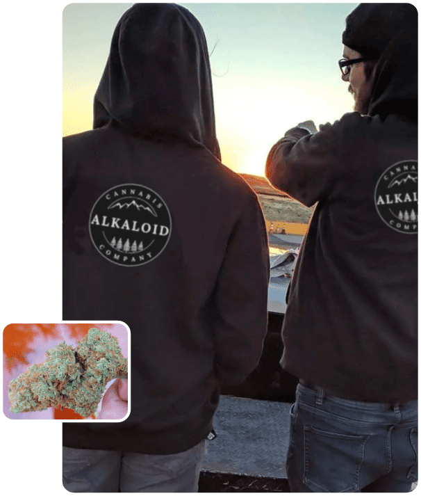 alkaloid cannabis company swag home page image